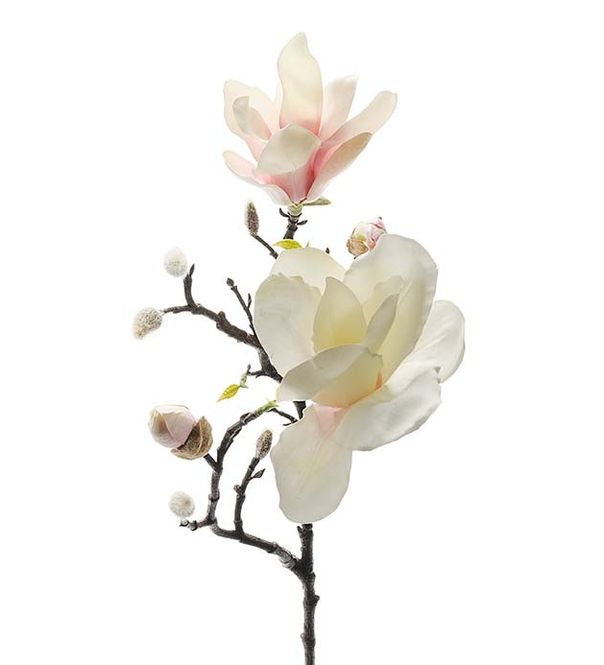 Hovedbilde Magnolia 60 cm (hvit og rosa)